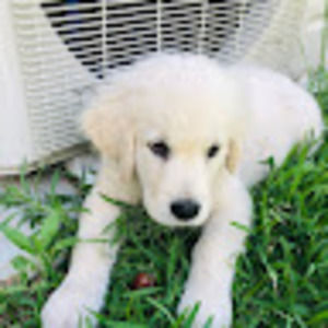 Meet your Posher, Nayasa